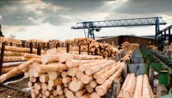 Сырье Для деревообработки